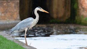 A grey Heron