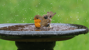 A robin having a wash in a bird bath