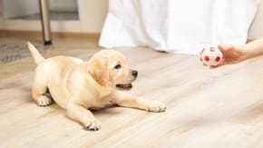 A Labrador puppy looks playfully at a ball in their humans hands