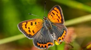 A copper butterfly