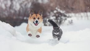 A dog and cat running through the snow
