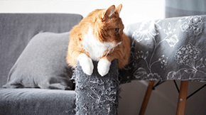 A ginger cat sat on the arm of a scratched sofa