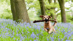 A dog carries a stick (that is far too big for them) through a bluebell wood