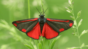 A Cinnabar moth
