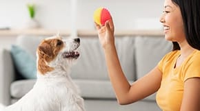 A human is holding a brightly coloured ball in front of an engaged Jack Russell Terrier