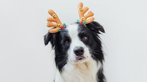 A Border Collie wears Christmas antlers