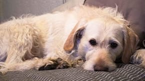 A dog lays on a sofa, looking a little sad
