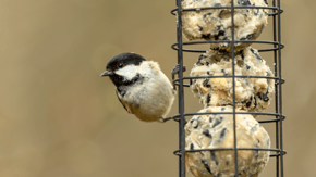 A bird on a hanging bird feeder