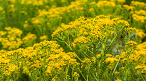 Ragwort which is poisonous to horses