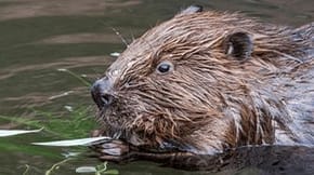 A beaver in a river
