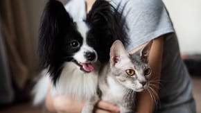 A dog and cat are having a cuddle with a woman in a grey tshirt