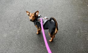 A small dog on a harness, looking back at their walker