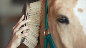 A horse being groomed with a brush