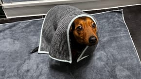 A photo of a small dog draped in a towel