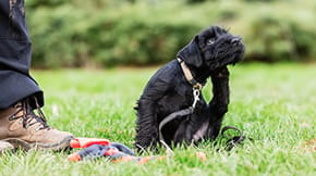A small black dog is having a scratch whilst in a field