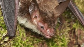 A bat hanging upside down