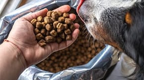 A large bag of dry dog food is open, with a hand cupping some in front of a dog