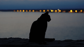 A cat silhouetted against the dark of the night, with lights reflecting over the water behind them