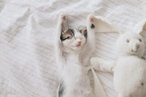 A sleeping kitten stretches its arms above its head on a bed, with a toy rabbit nearby