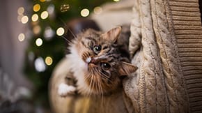 A long haired cat gazes backwards on a sofa, with fairy lights in the background 