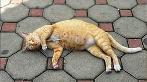 A pregnant ginger cat on a pavement