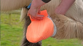 A horse having its hoof bandaged