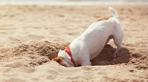 A dog digging a whole on the beach