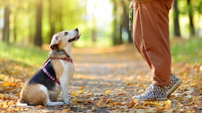 A dog out for a walk