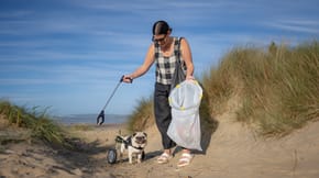 A pug with rear leg assisting wheels in on a beach litter pick