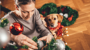 A dog closely watches the decorating of a Christmas tree