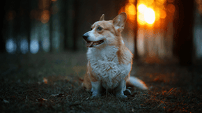 A Corgi in the woods at sunset