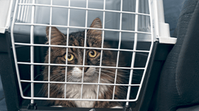 A long haired cat in a cat carrier