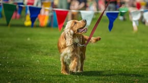 A Spaniel walks on a lead in a field with bunting in the background