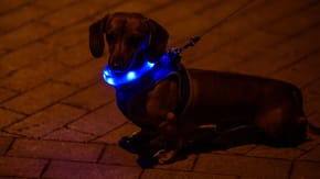 A small dog wearing a light up collar