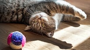 A cat is playing with a jute ball in the sunshine 