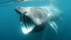 A basking shark in the water