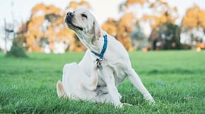 A light coloured dog is having a scratch in a field