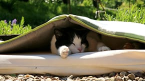 A cat asleep in a garden between layers of cushions