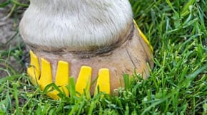 Plastic shoes - an alternative to shoeing for horses