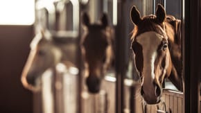 3 horses poking their heads out of their stables