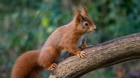A red squirrel in a tree 