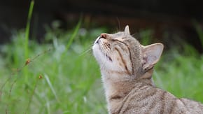 A cat taking in the smells of a garden