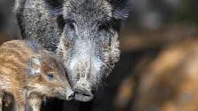 A small and large pig