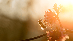 A honey bee hard at work in the evening sun