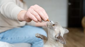 A cat receiving a treat