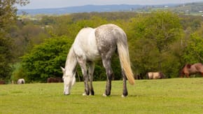A horse grazing in a field