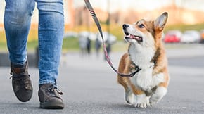 A Corgi out for a walk