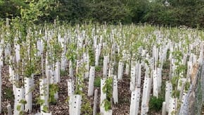 Row upon row of planted tree saplings