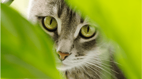 A grey tabby cat peeking through some bright green leaves