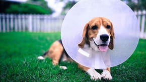 A Beagle wearing a protective vet cone